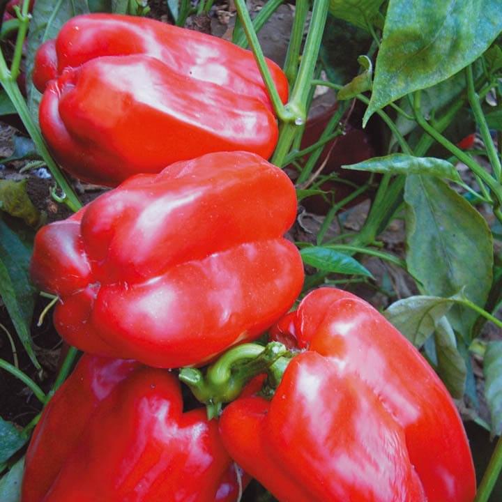 peppers